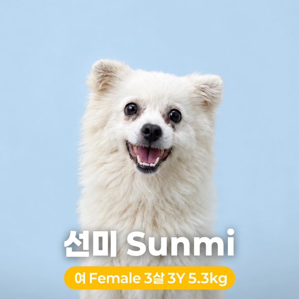 Sunmi HW+, Adoptable, Adult Female Spitz.