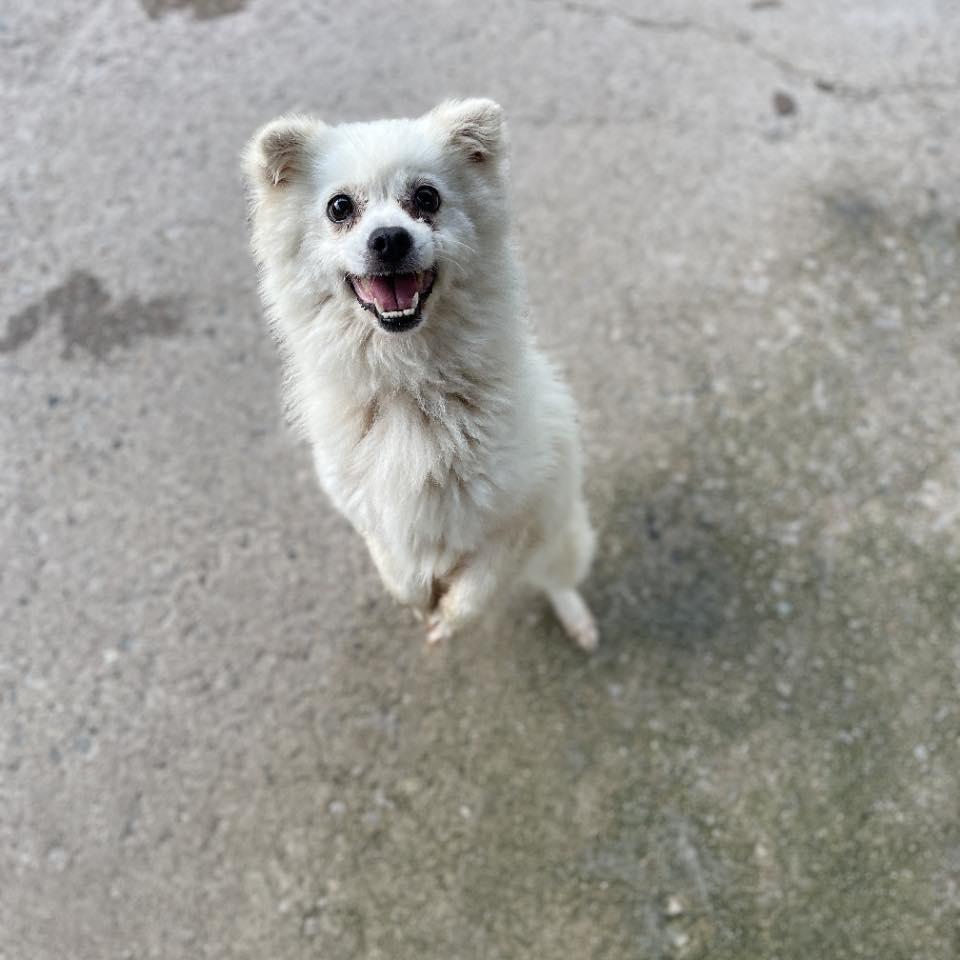 Enlarge Sunmi HW+, a Adoptable Spitz in Northbrook, IL image 2/2