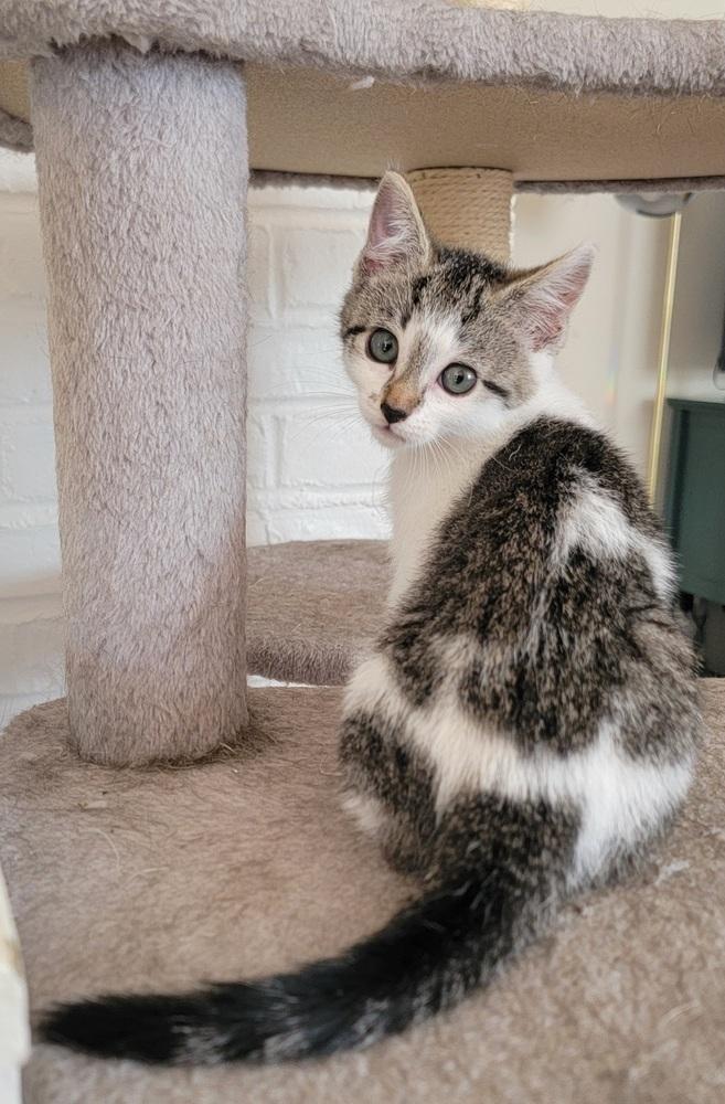 Bronte, Adoptable, Kitten Male American Shorthair.