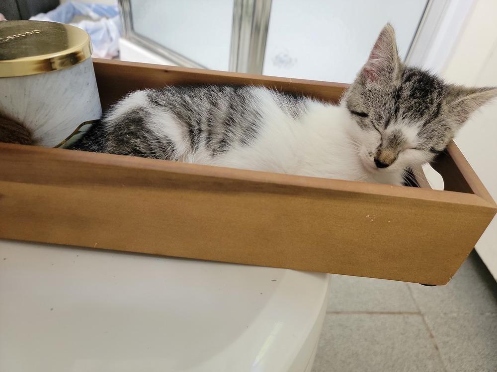 Enlarge Bronte, a Adoptable American Shorthair in Ronkonkoma, NY image 2/5