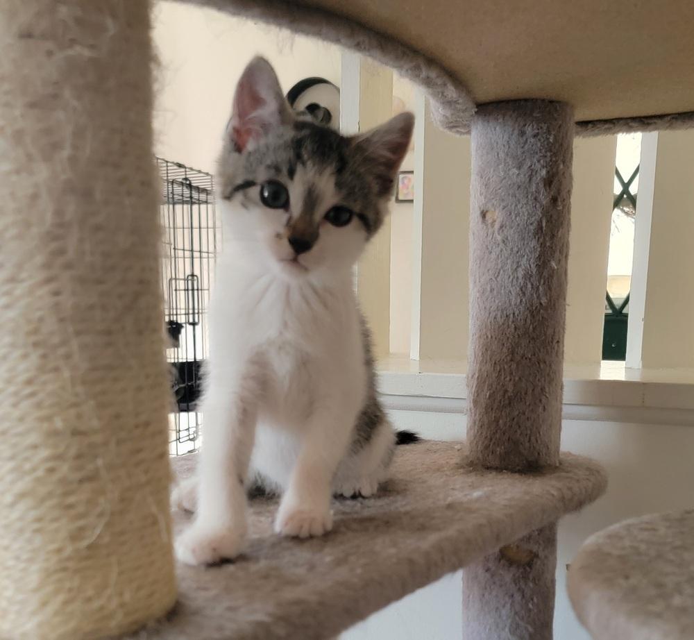 Enlarge Bronte, a Adoptable American Shorthair in Ronkonkoma, NY image 3/5