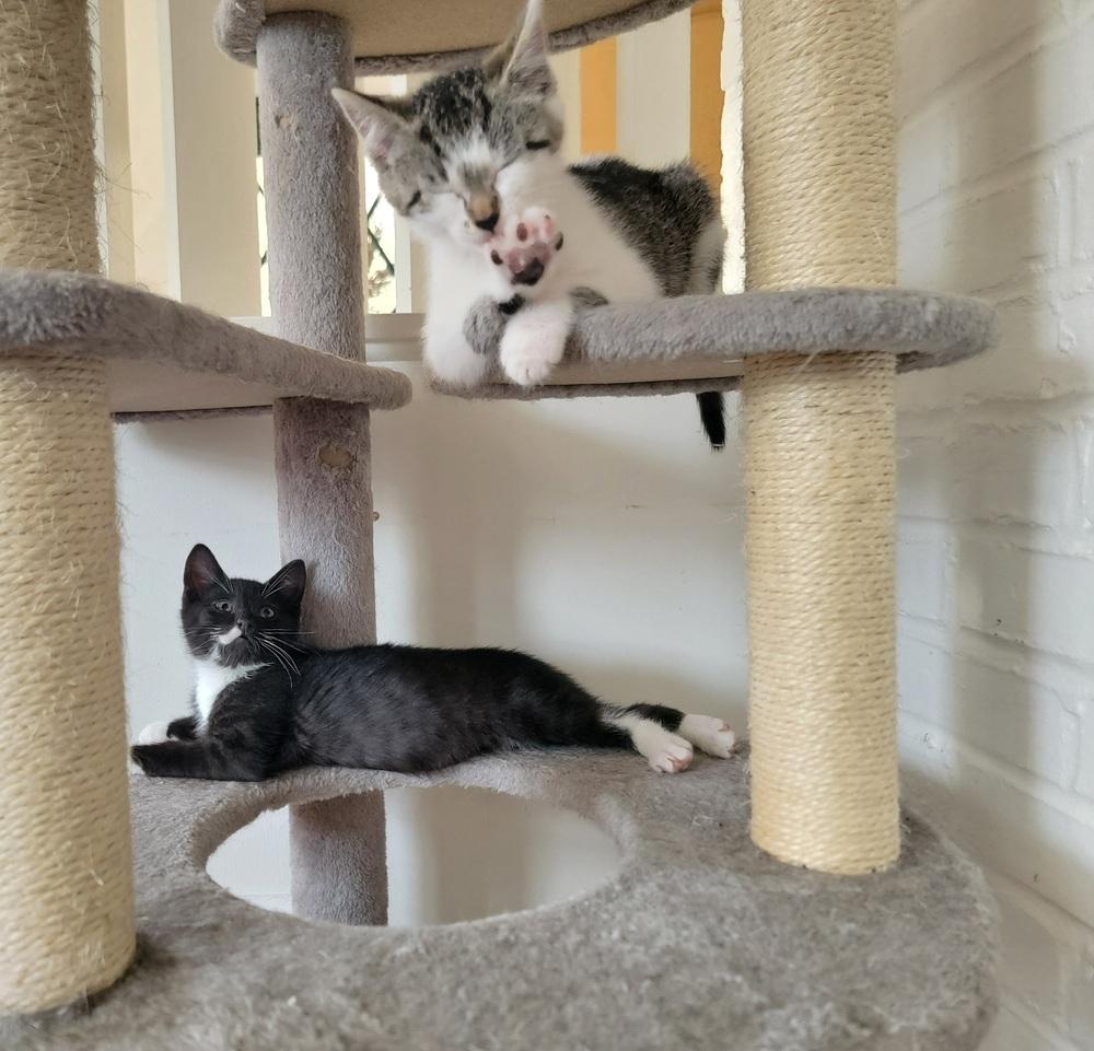 Enlarge Bronte, a Adoptable American Shorthair in Ronkonkoma, NY image 5/5