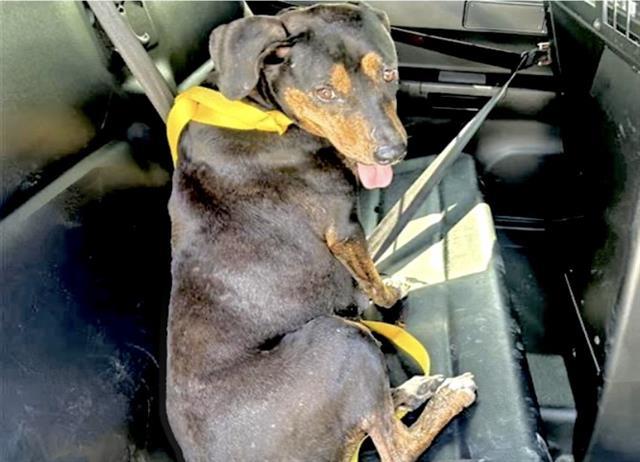 Enlarge BETTY, a Adoptable mixed breed in Houston, TX image 1/1