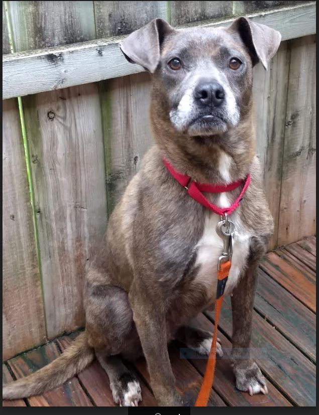 Enlarge Agnes, a Adoptable mixed breed in Barrington Hills, IL image 1/8