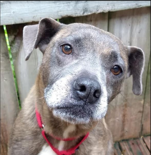 Agnes, Adult Female Pit Bull Terrier