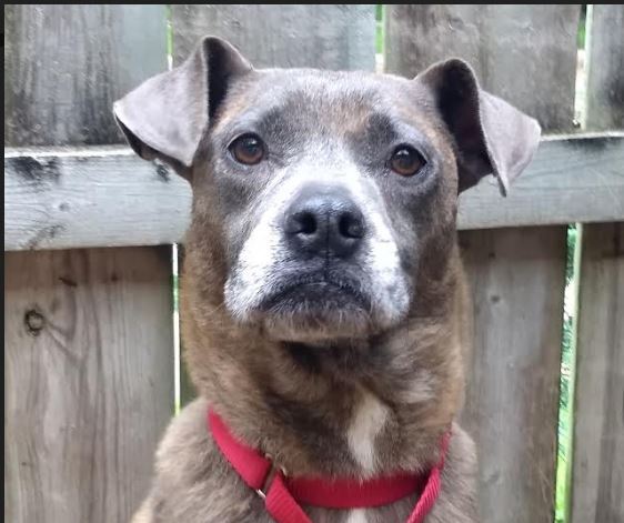 Enlarge Agnes, a Adoptable mixed breed in Barrington Hills, IL image 3/8