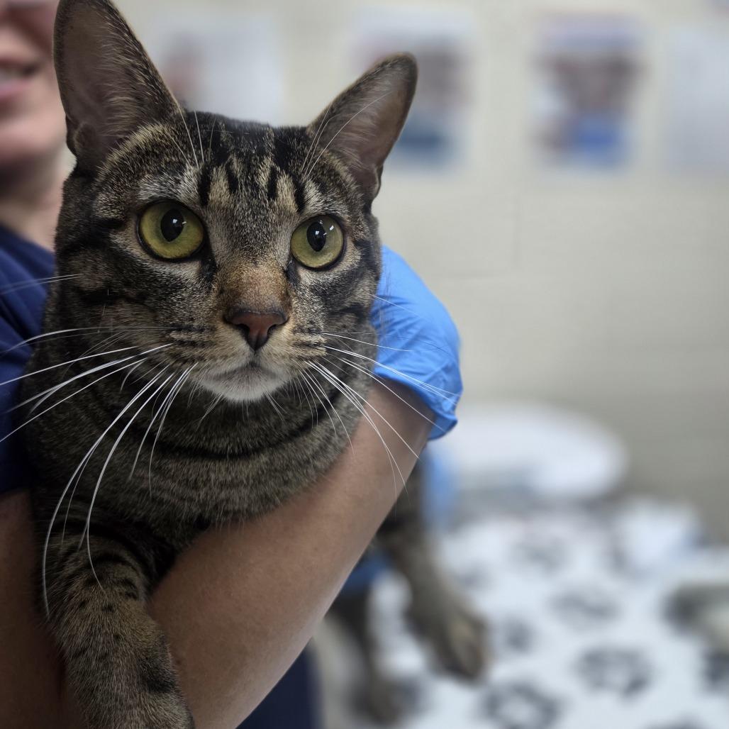 Kelley, Adoptable, Young Female Domestic Short Hair.