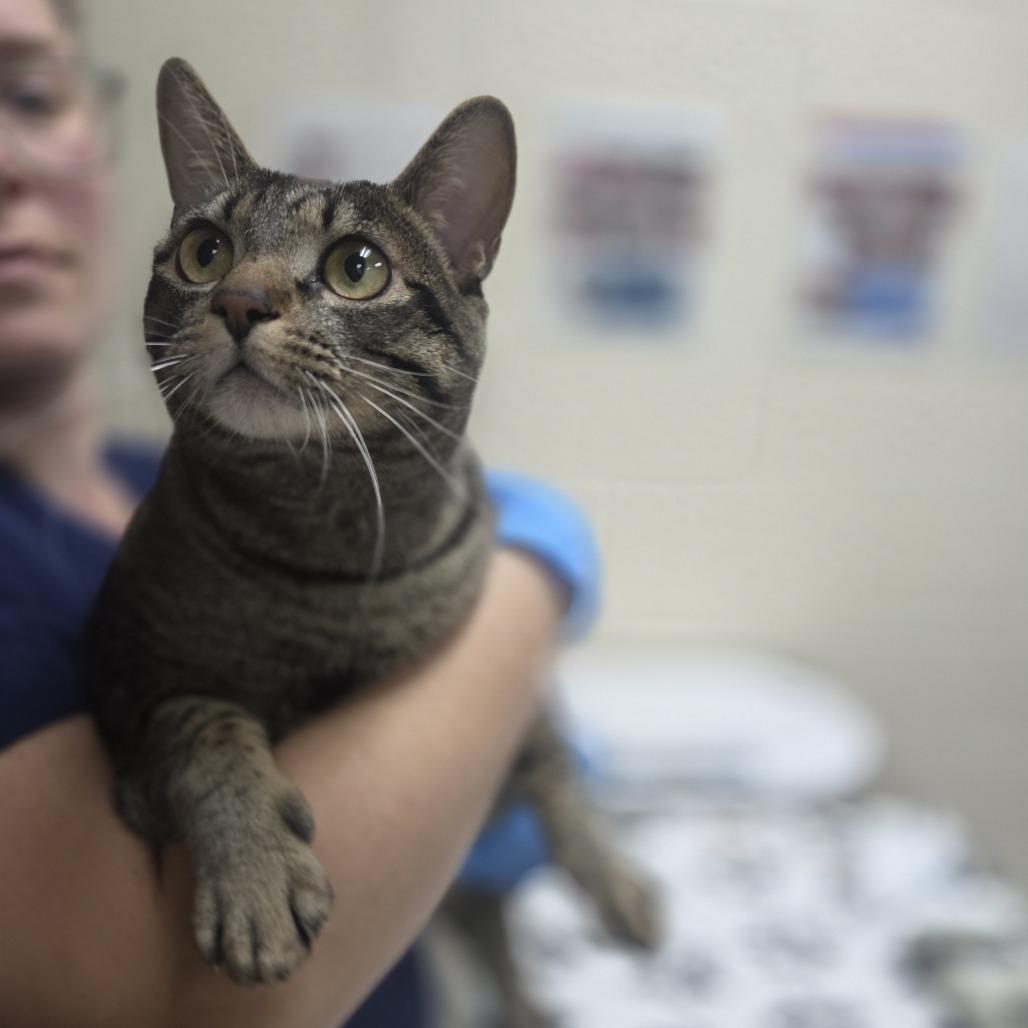 Kelley, Adoptable, Young Female Domestic Short Hair.