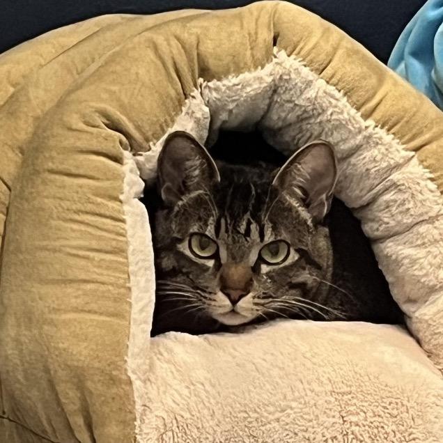 Enlarge Kelley, a Adoptable Domestic Short Hair in Incline Village, NV image 2/6