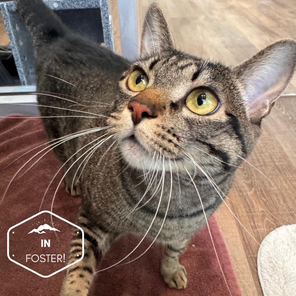 Enlarge Kelley, a Adoptable Domestic Short Hair in Incline Village, NV image 3/6