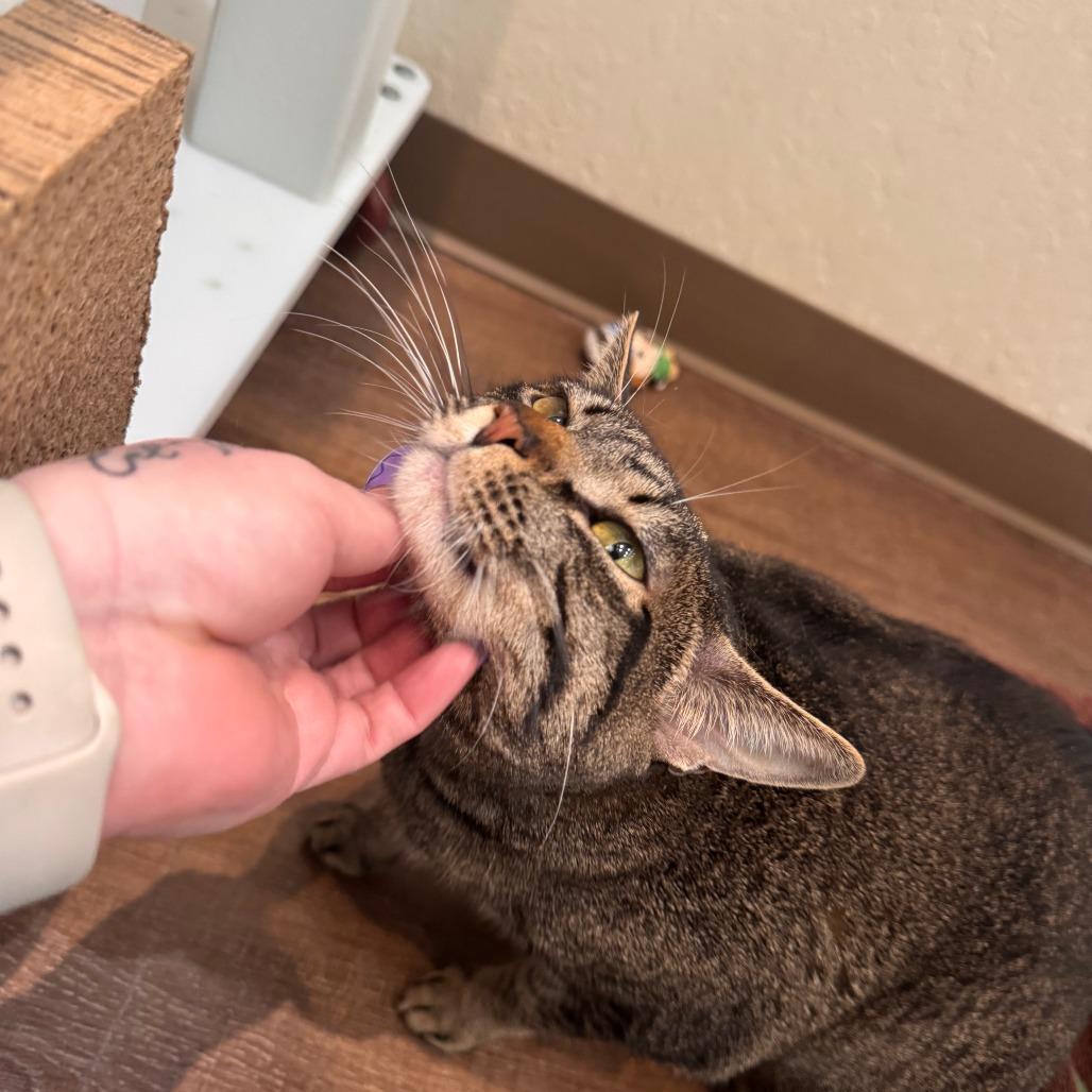 Enlarge Kelley, a Adoptable Domestic Short Hair in Incline Village, NV image 4/6