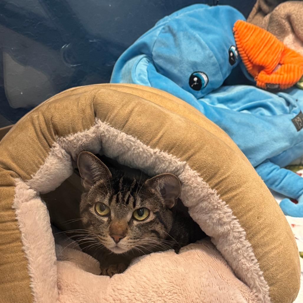 Enlarge Kelley, a Adoptable Domestic Short Hair in Incline Village, NV image 5/6