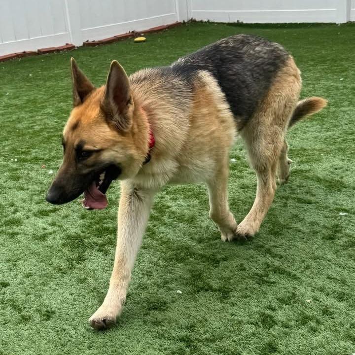 Chuck - Available In Foster, Adoptable, Young Male German Shepherd Dog.