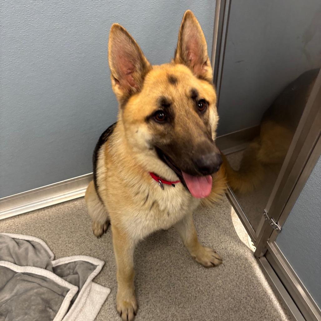Chuck - Available In Foster, a Adoptable German Shepherd Dog in Naperville, IL image 2/4