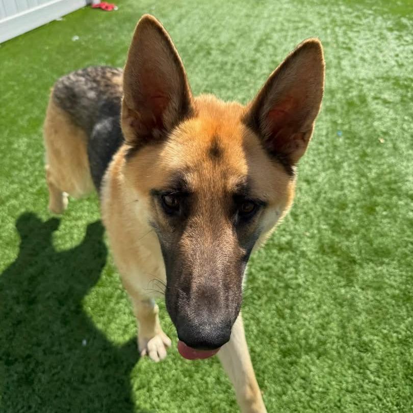 Chuck - Available In Foster, a Adoptable German Shepherd Dog in Naperville, IL image 3/4