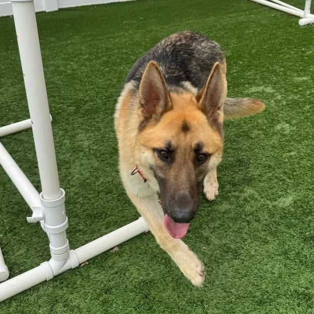 Chuck - Available In Foster, a Adoptable German Shepherd Dog in Naperville, IL image 4/4