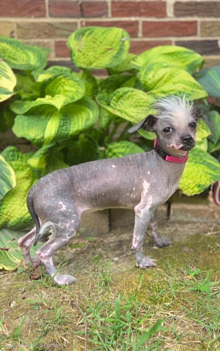 Enlarge Sinead-ADOPTION PENDING, a Adopted Chinese Crested Dog in Bridgeton, MO image 4/5
