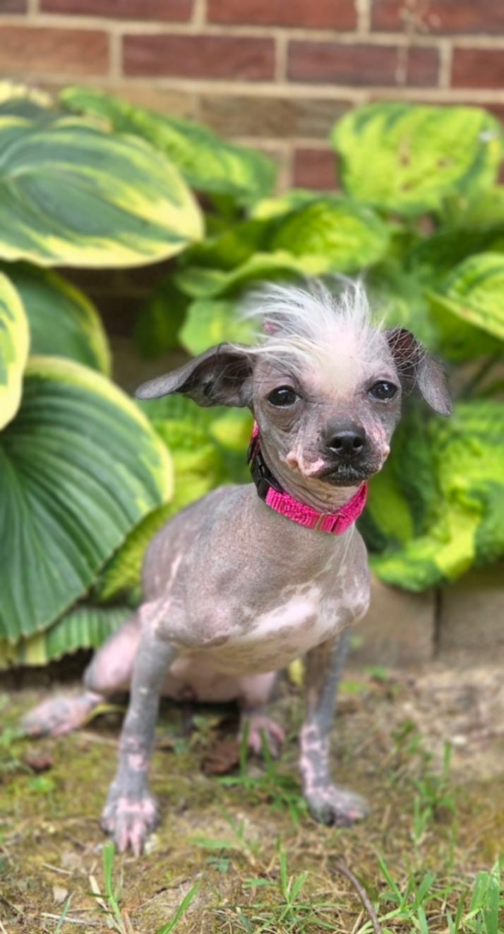 Enlarge Sinead-ADOPTION PENDING, a Adopted Chinese Crested Dog in Bridgeton, MO image 2/5