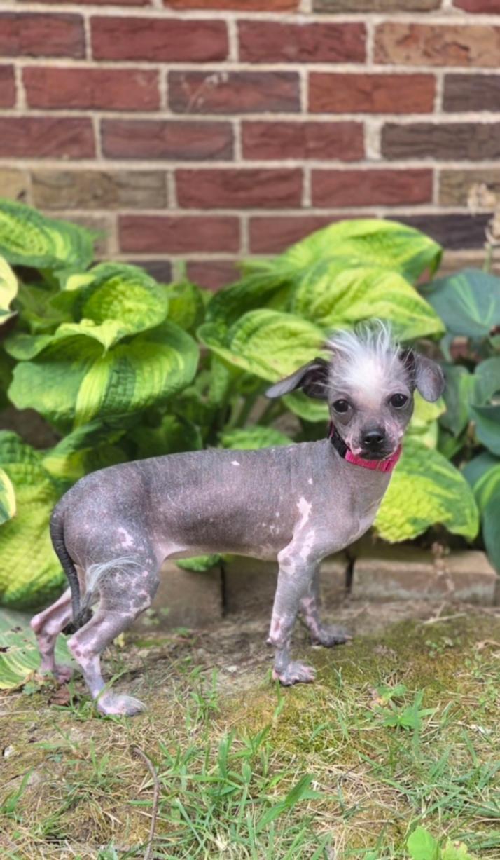 Enlarge Sinead-ADOPTION PENDING, a Adopted Chinese Crested Dog in Bridgeton, MO image 3/5