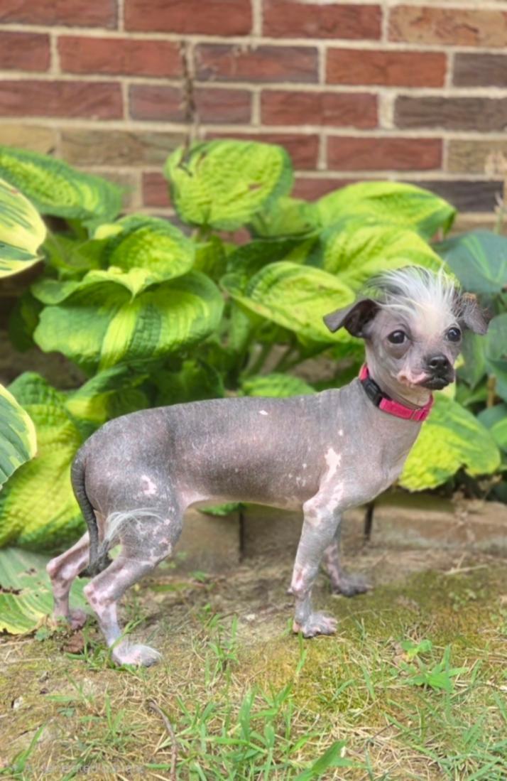 Sinead-ADOPTION PENDING, Adopted, Puppy Female Chinese Crested Dog.