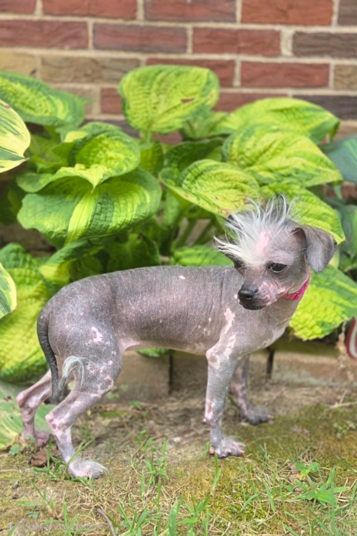 Enlarge Sinead-ADOPTION PENDING, a Adopted Chinese Crested Dog in Bridgeton, MO image 5/5