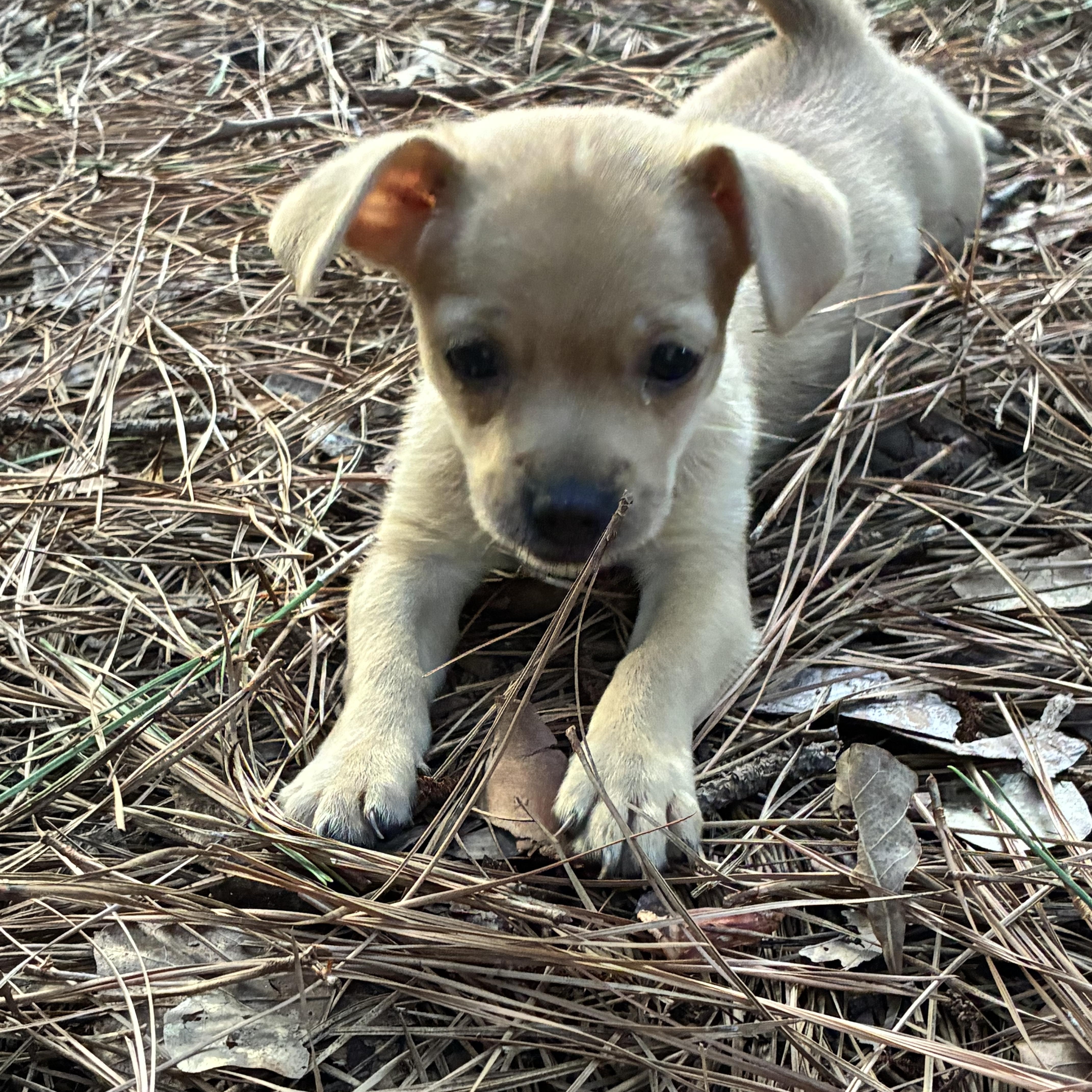 Enlarge Ivy, an adopted mixed breed in Rock Hill, SC image 1/5