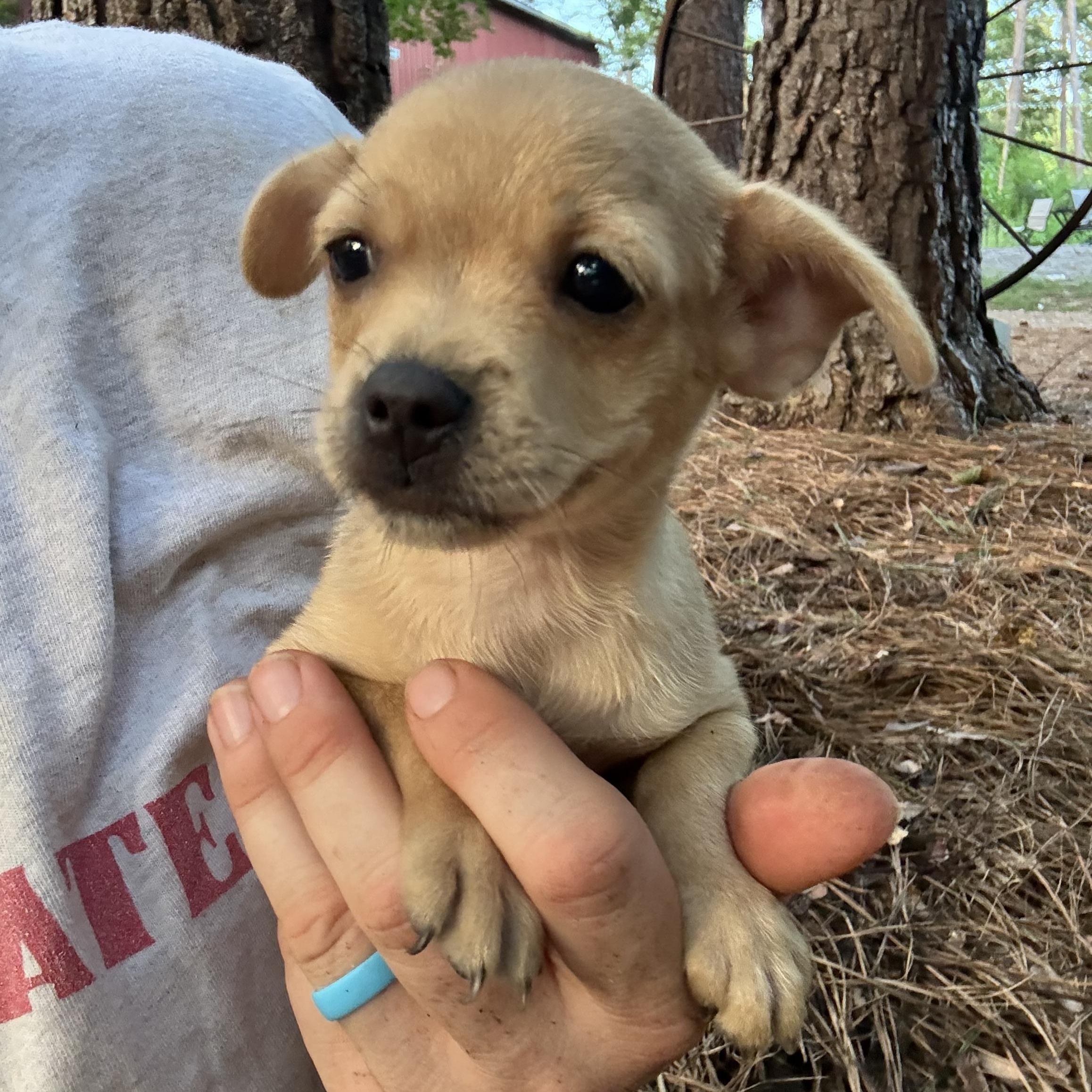 Enlarge Ivy, an adopted mixed breed in Rock Hill, SC image 3/5