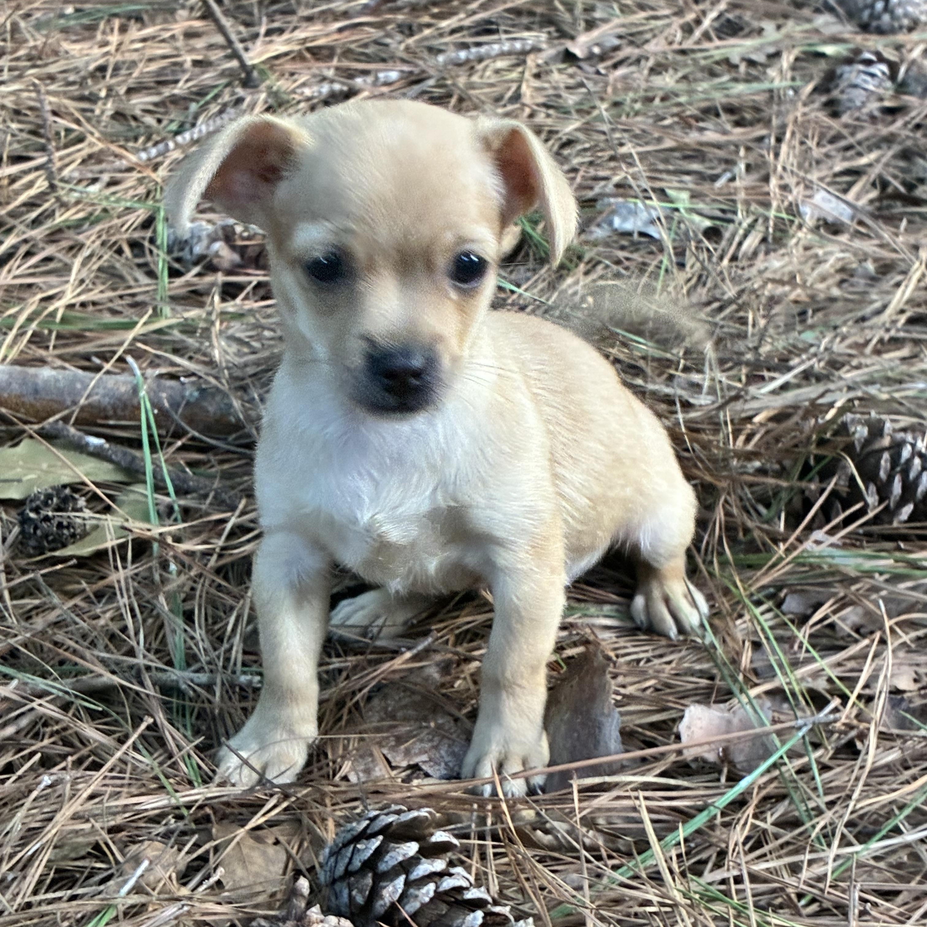 Enlarge Ivy, an adopted mixed breed in Rock Hill, SC image 4/5