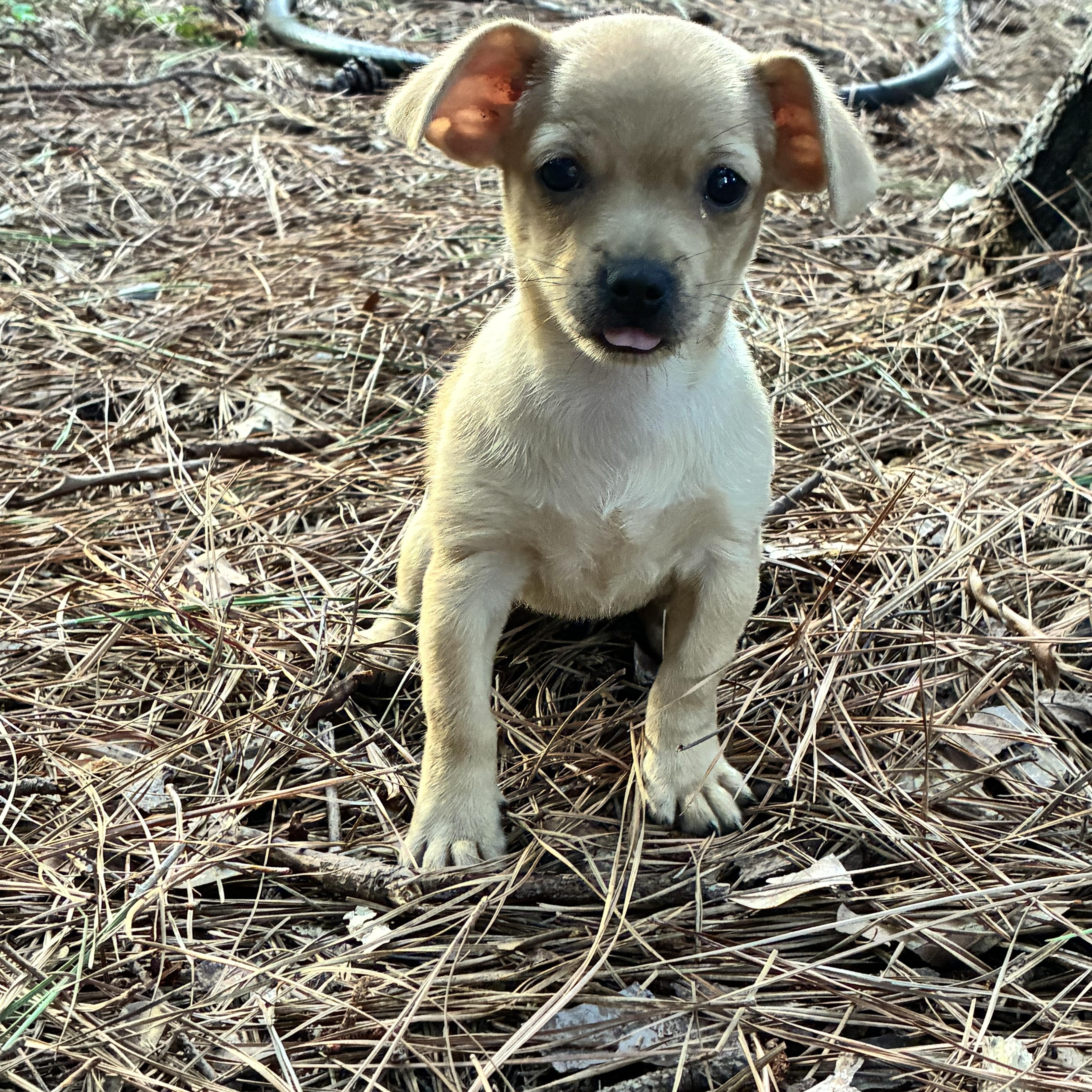Enlarge Ivy, an adopted mixed breed in Rock Hill, SC image 2/5