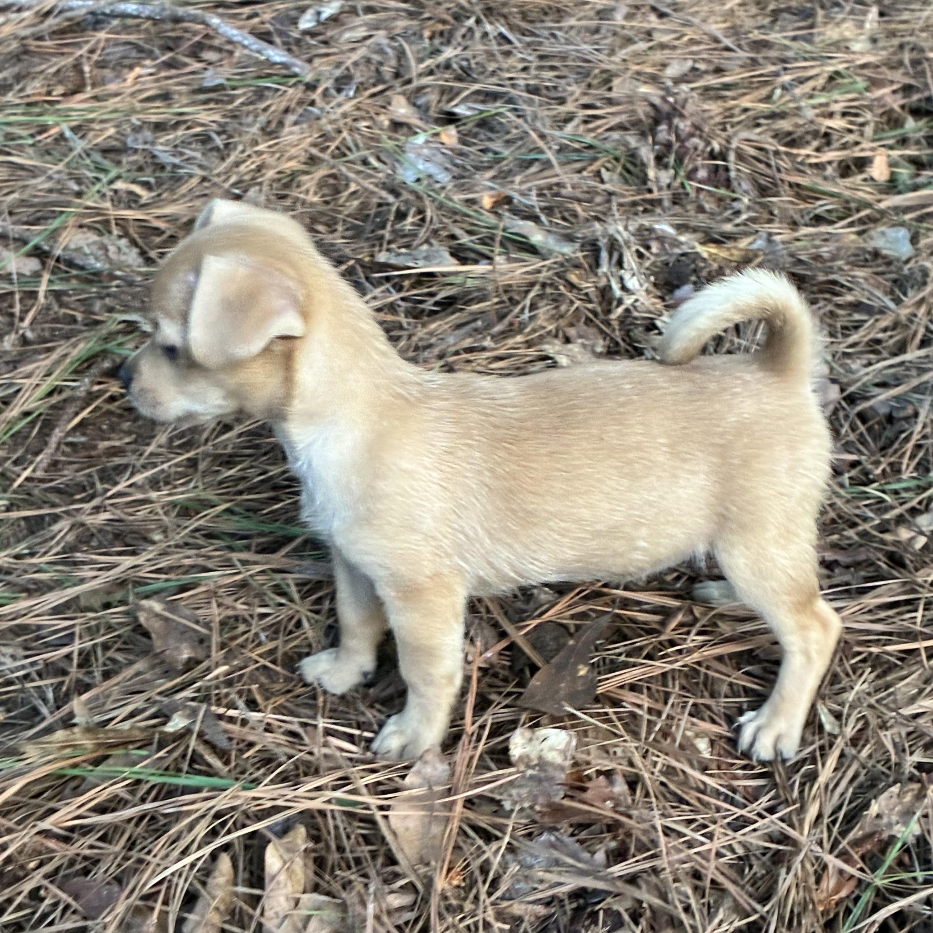 Enlarge Ivy, an adopted mixed breed in Rock Hill, SC image 5/5