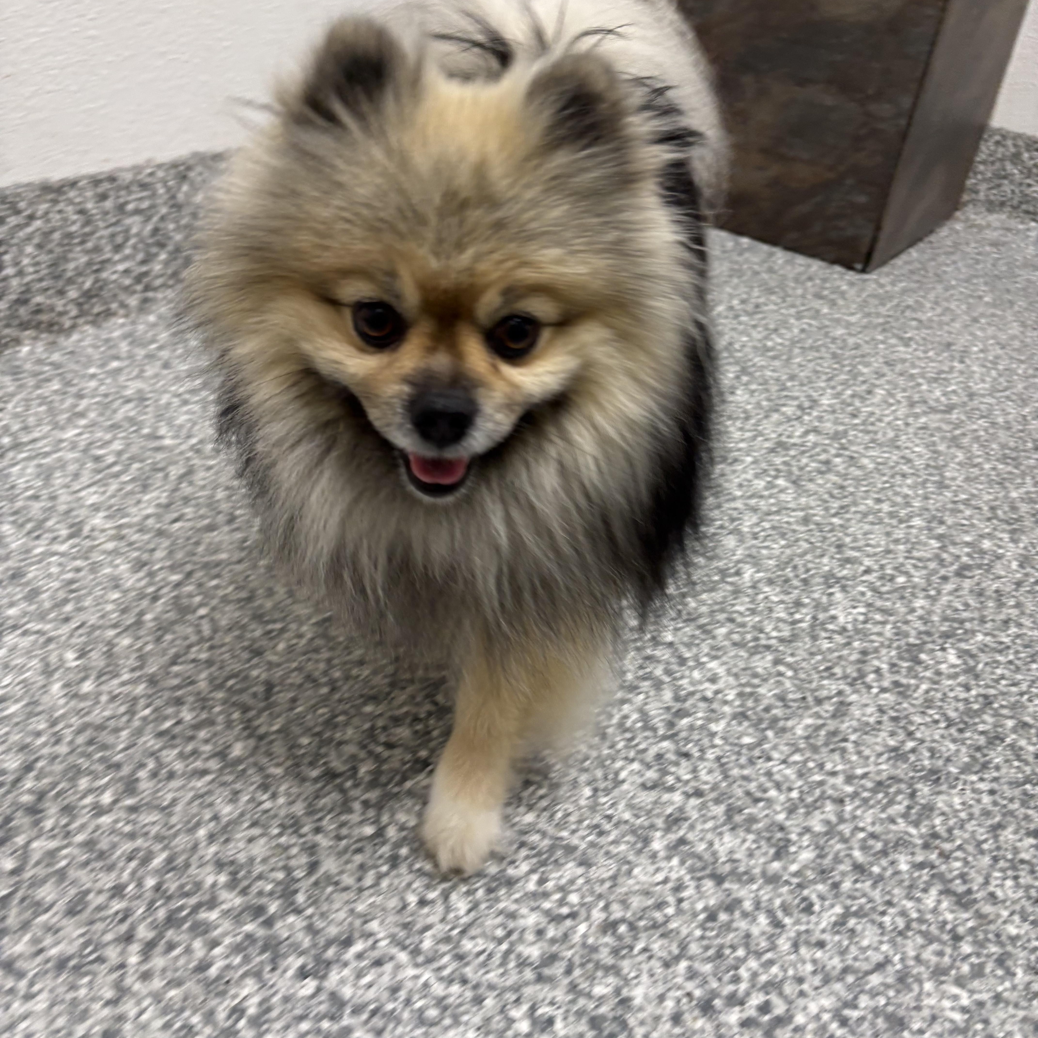 Scooby , adopted, Adult Male Pomeranian.