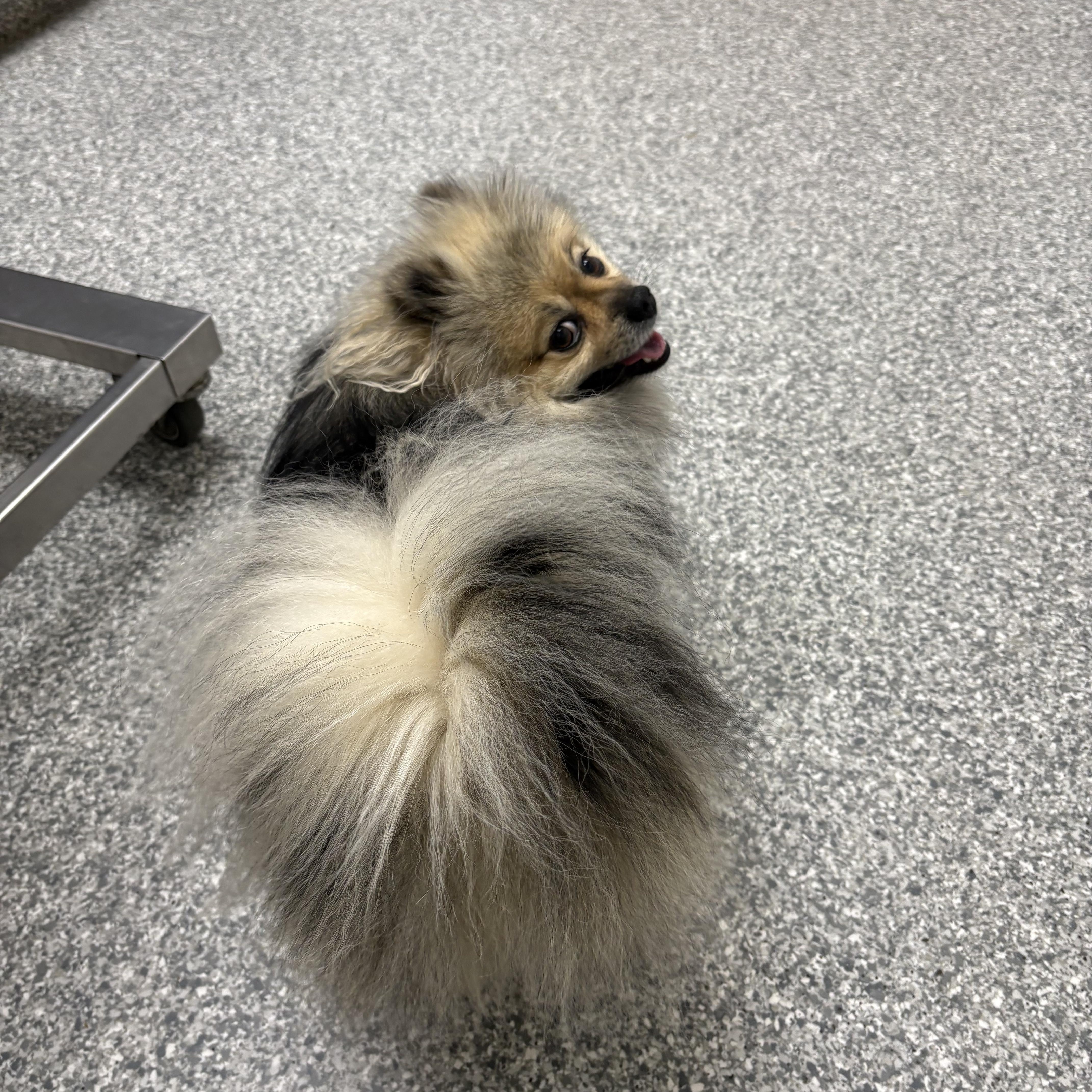 Enlarge Scooby , an adopted Pomeranian in Oakland, CA image 3/5