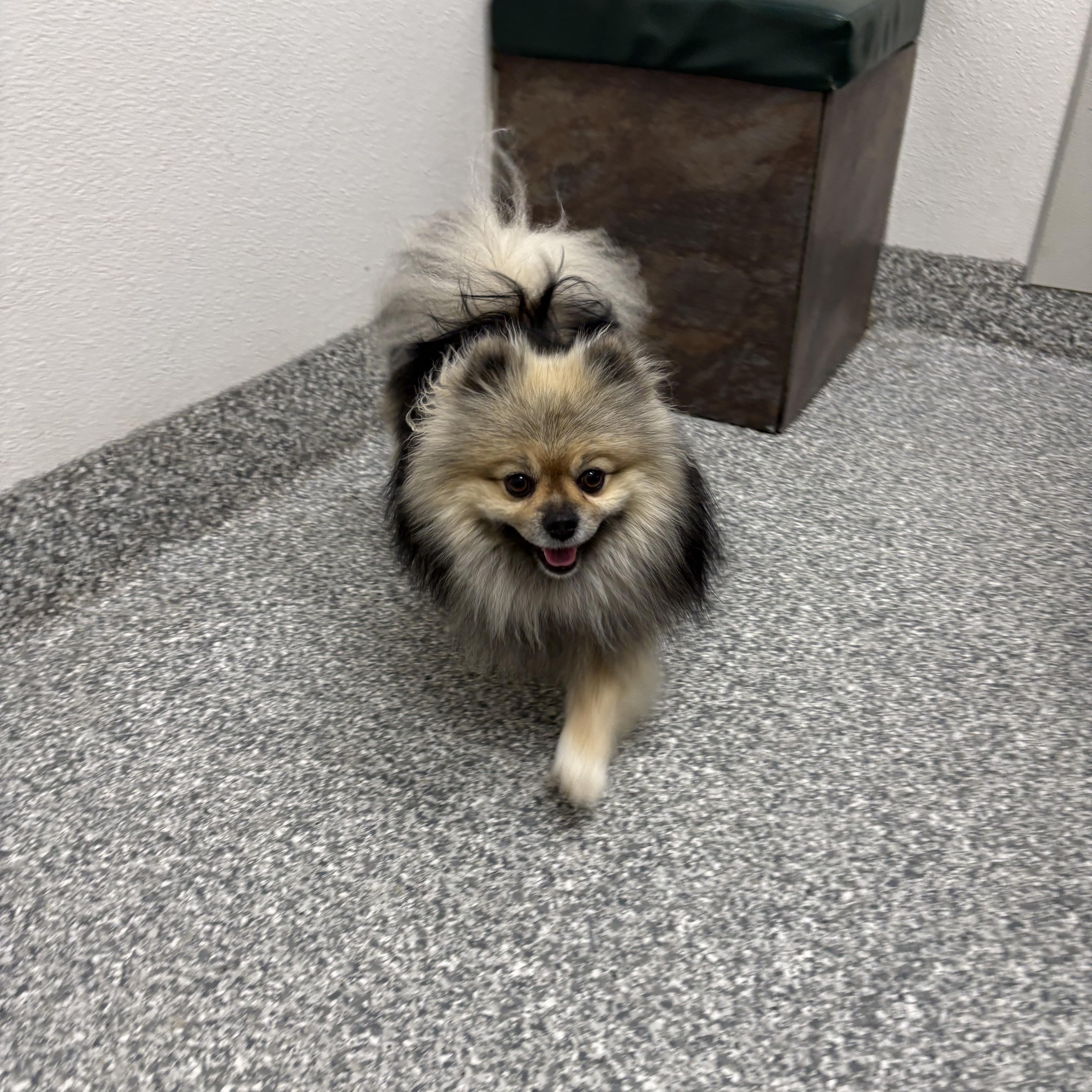 Enlarge Scooby , an adopted Pomeranian in Oakland, CA image 2/5