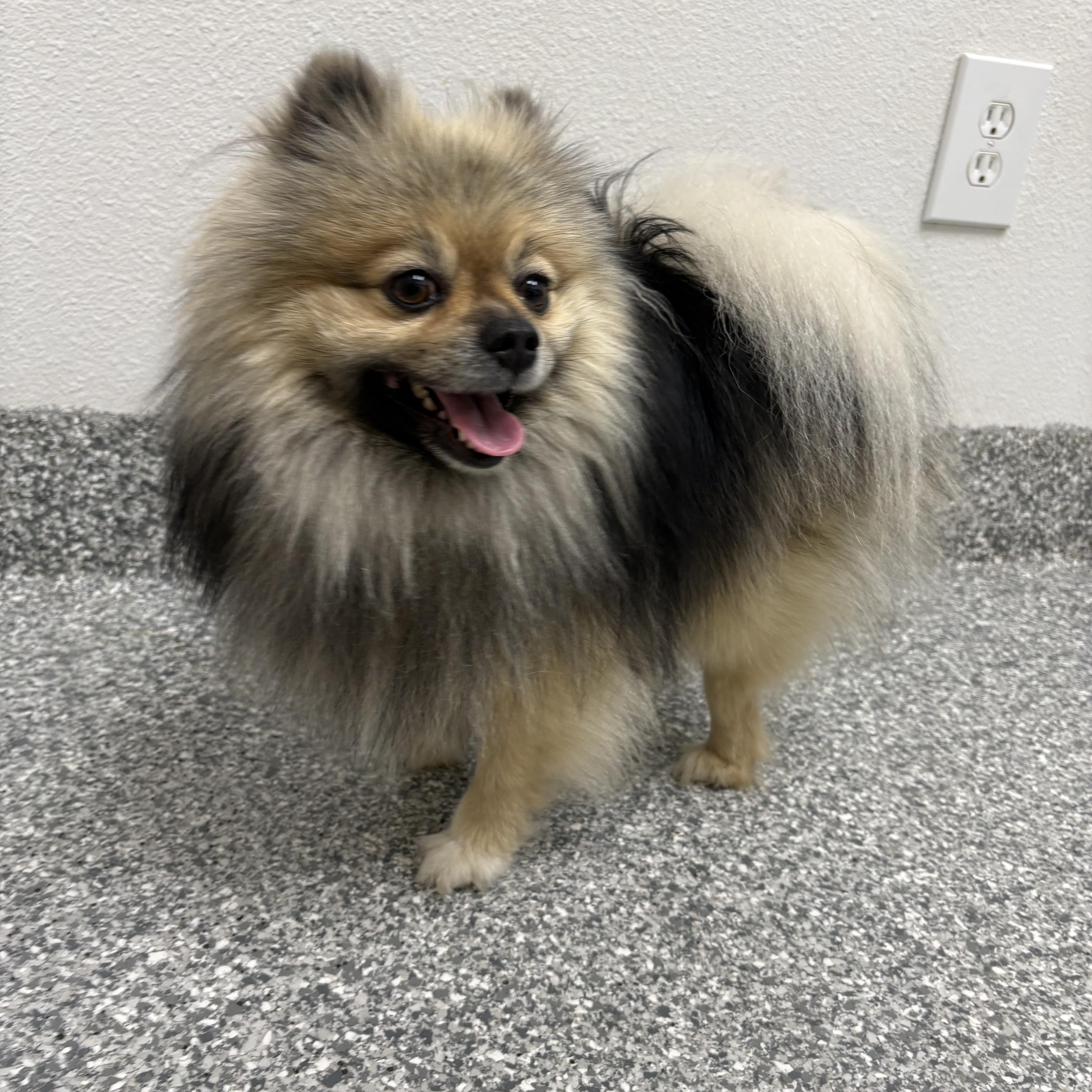 Enlarge Scooby , an adopted Pomeranian in Oakland, CA image 4/5
