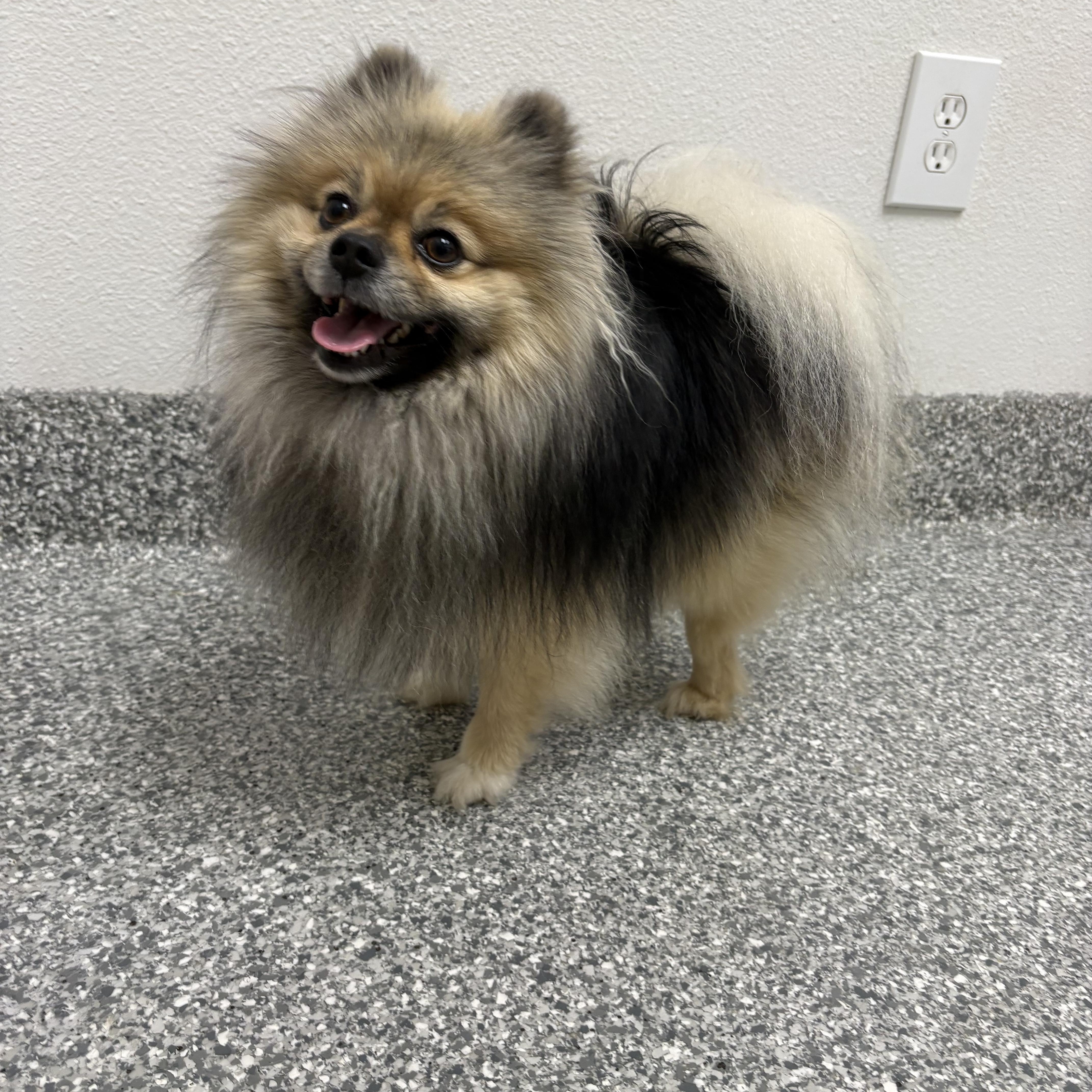 Enlarge Scooby , an adopted Pomeranian in Oakland, CA image 5/5