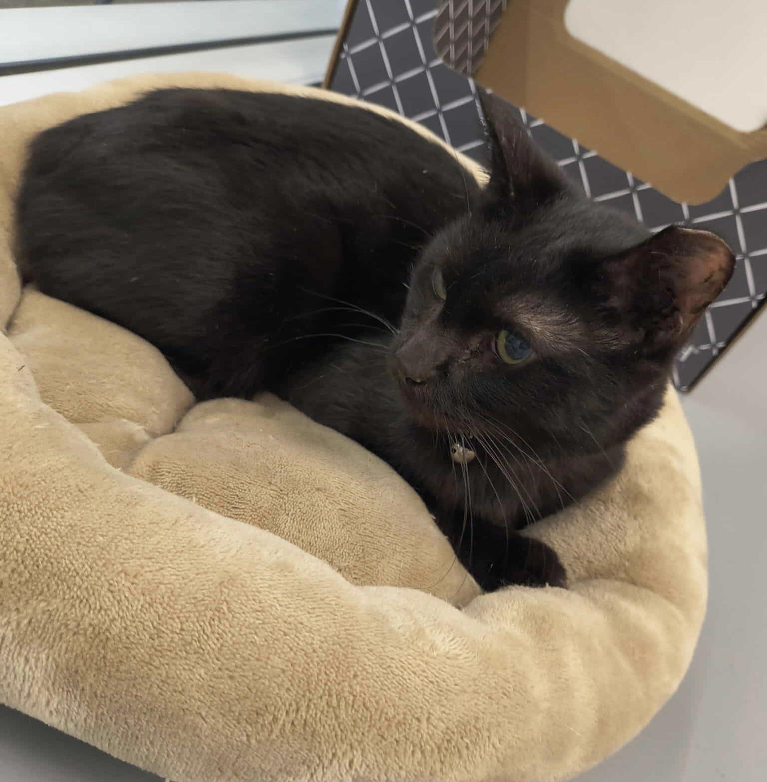 Romeo, a Adoptable Domestic Short Hair in staten island, NY image 2/4