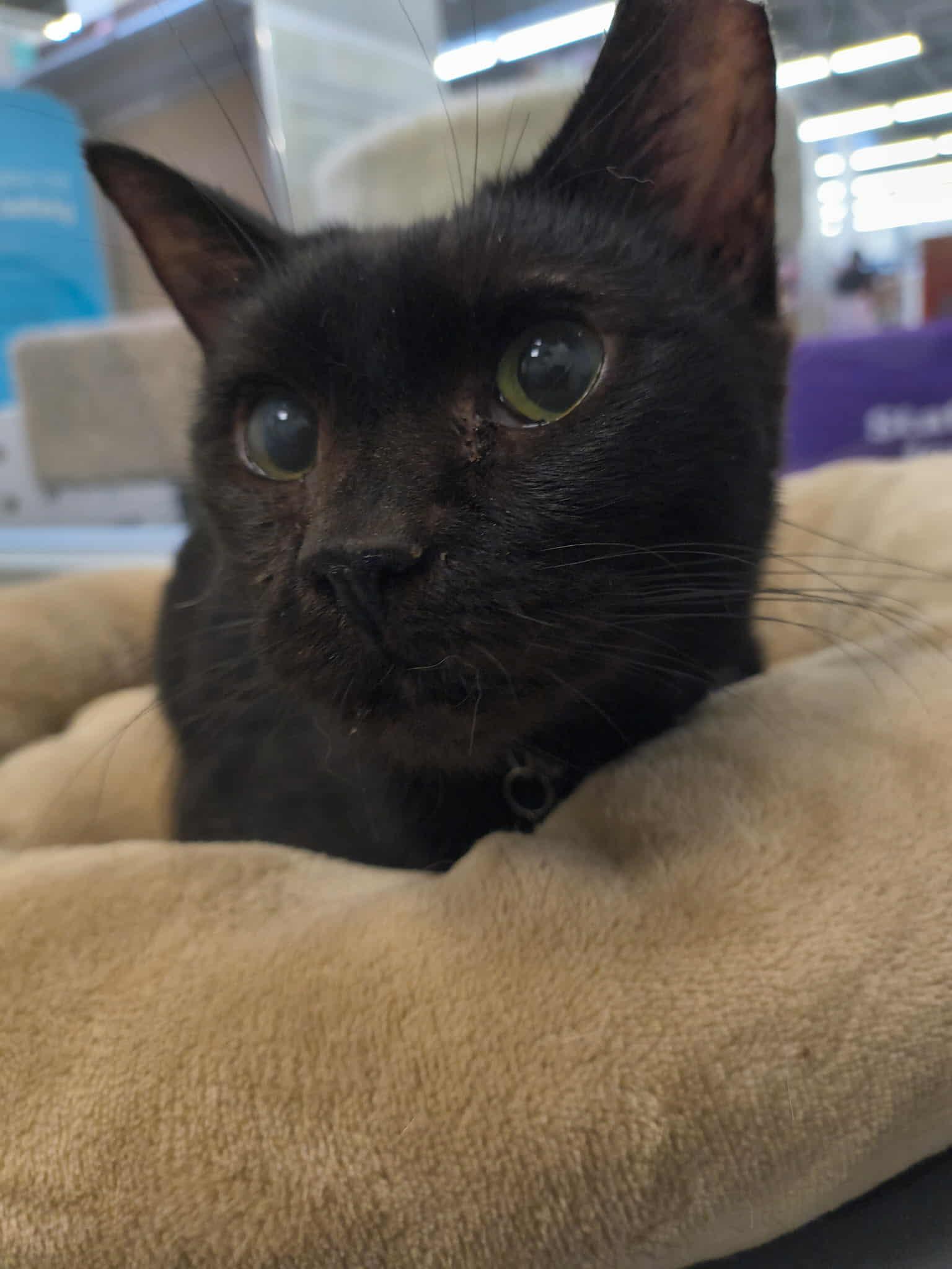 Romeo, a Adoptable Domestic Short Hair in staten island, NY image 3/4