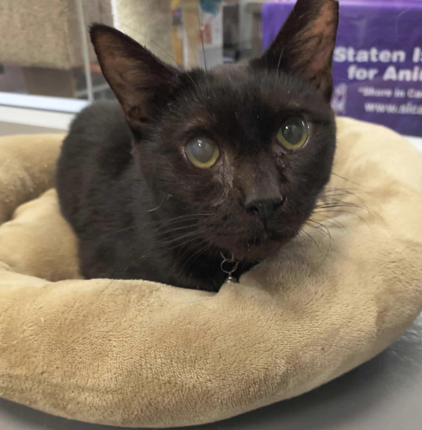 Romeo, Adoptable, Adult Male Domestic Short Hair.