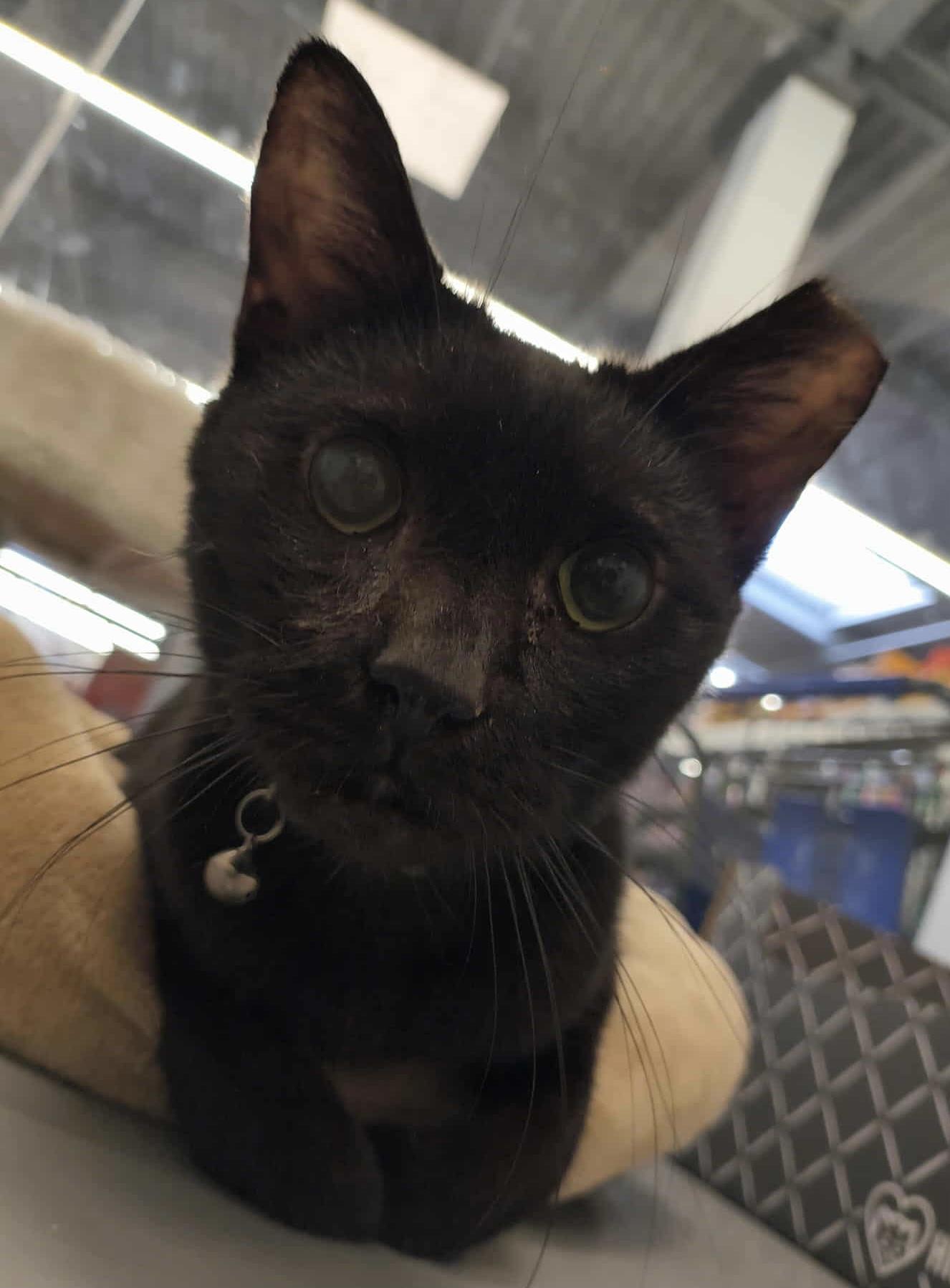 Romeo, a Adoptable Domestic Short Hair in staten island, NY image 4/4