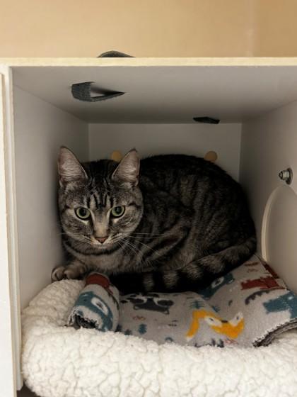 Enlarge Polly, a Adoptable mixed breed in Kalispell, MT image 1/1