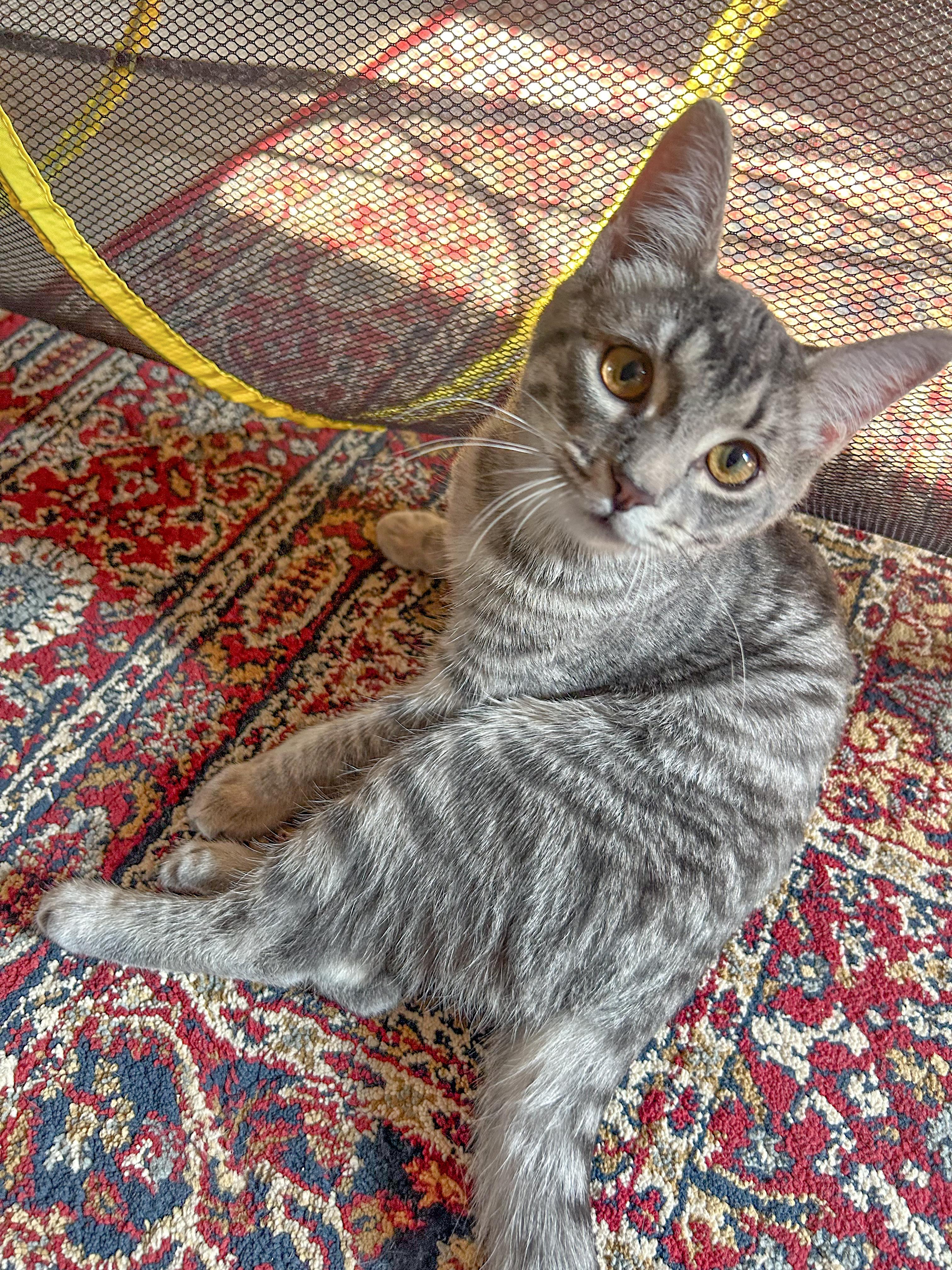 Kyle, a Adoptable Domestic Short Hair in Alexandria, VA image 3/5