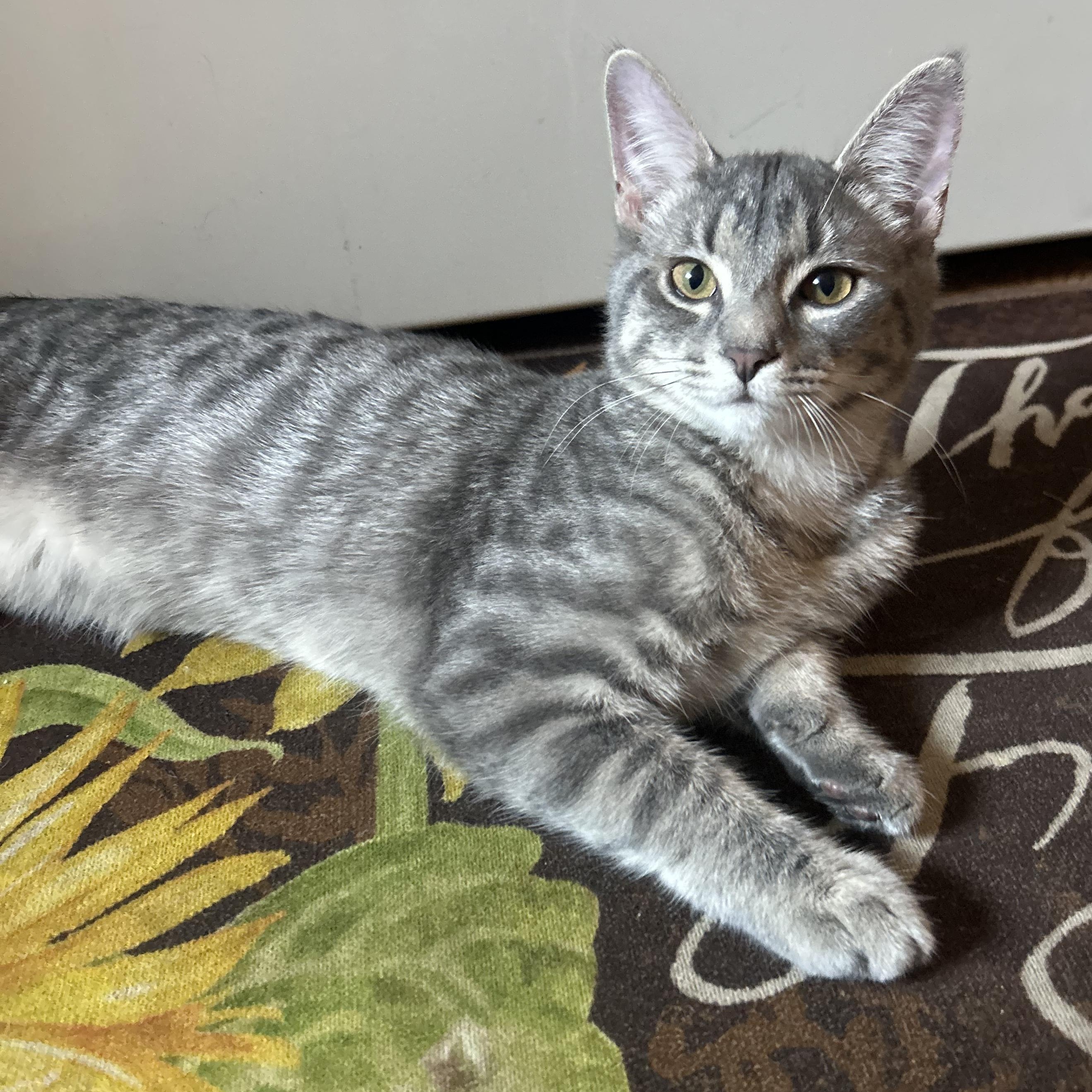 Kyle, a Adoptable Domestic Short Hair in Alexandria, VA image 2/5