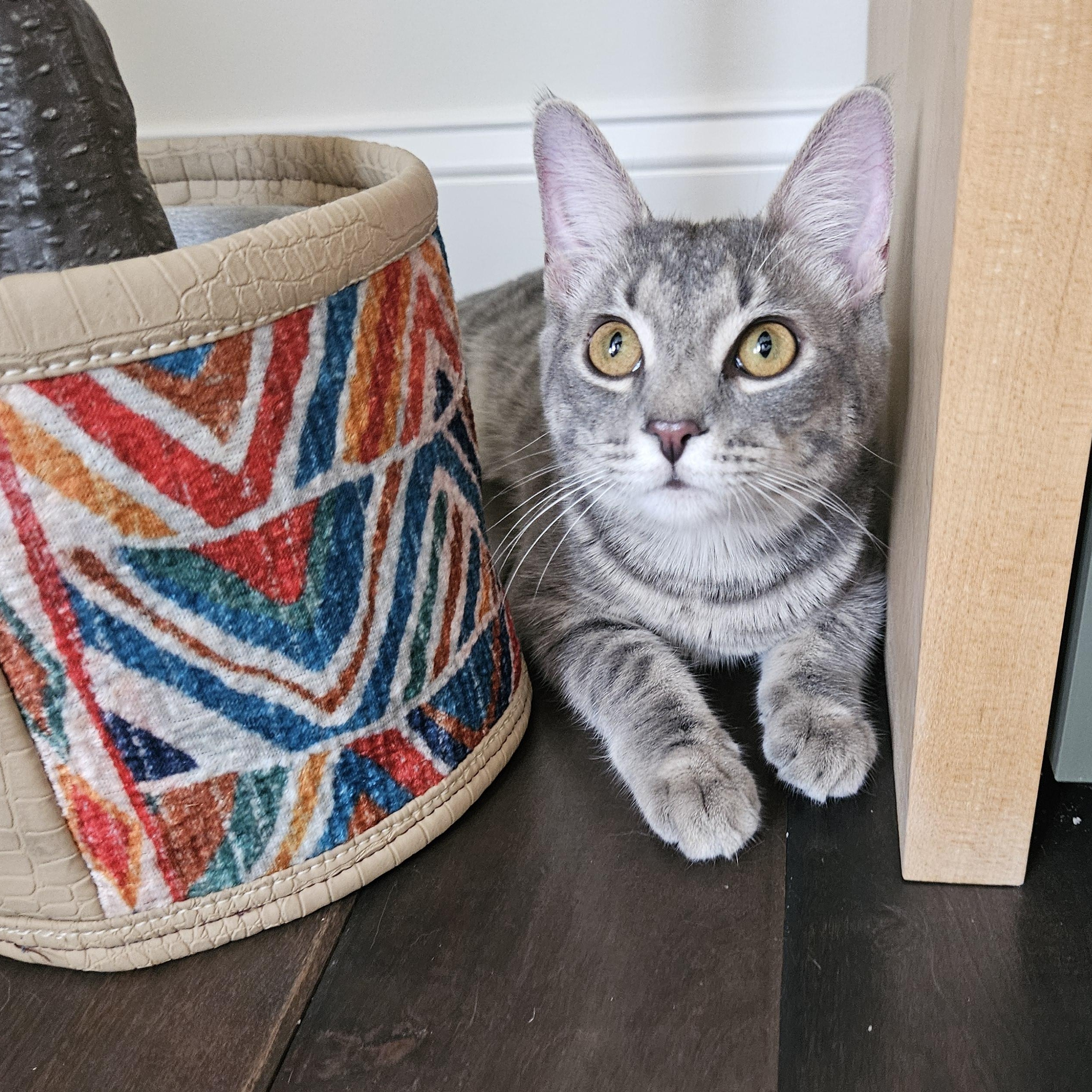 Enlarge Kyle, a Adoptable Domestic Short Hair in Alexandria, VA image 5/5