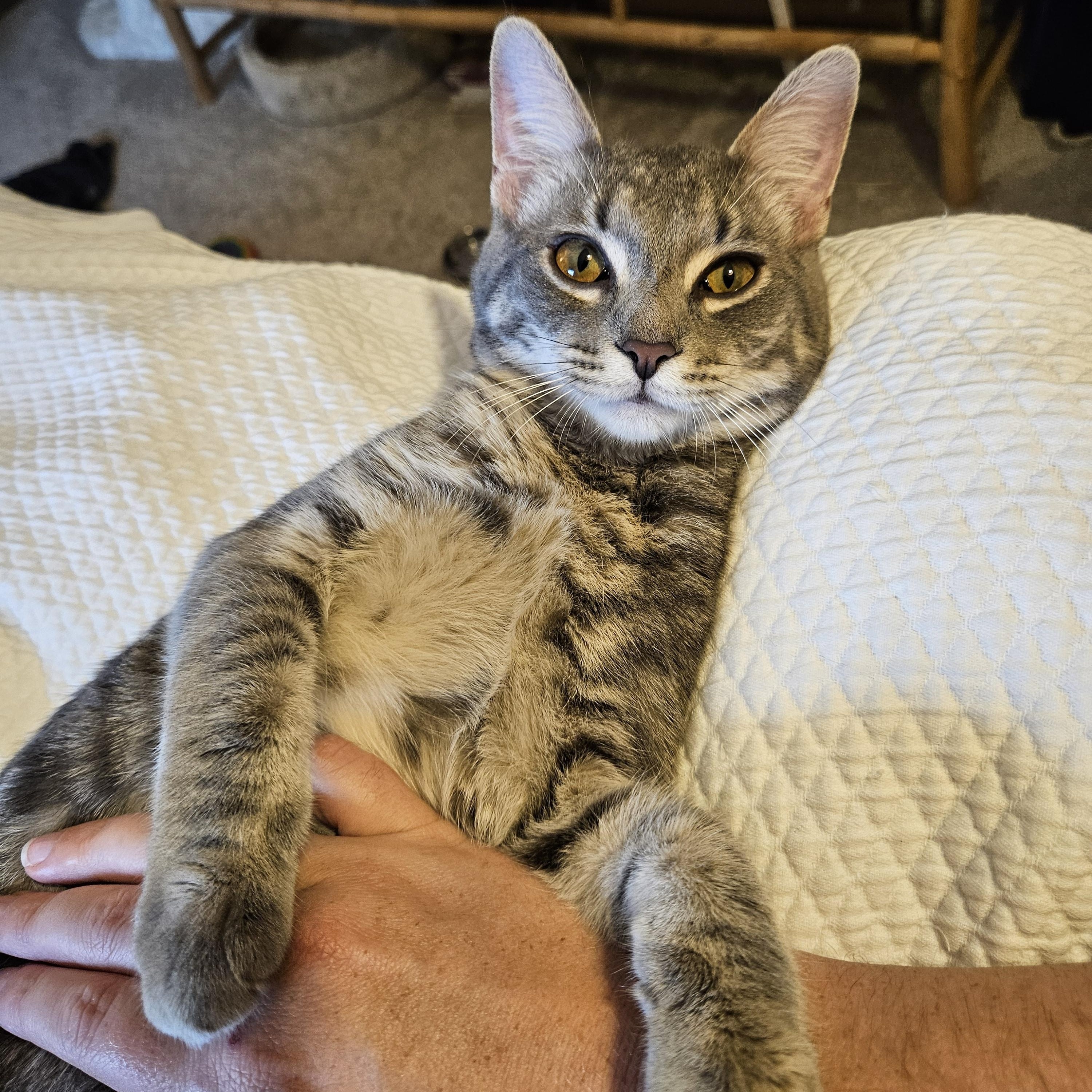 Enlarge Kyle, a Adoptable Domestic Short Hair in Alexandria, VA image 3/5