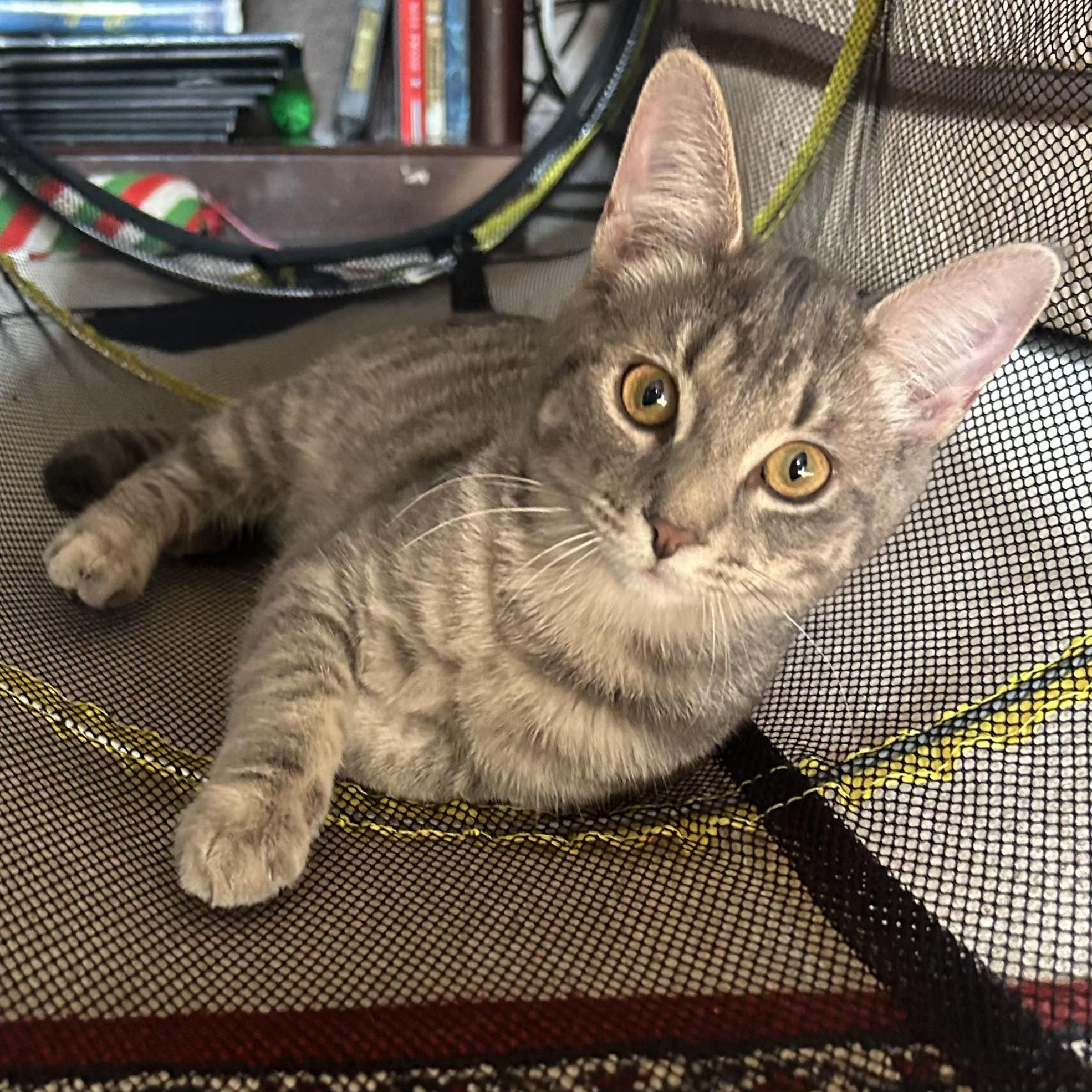 Kyle, Adoptable, Kitten Male Domestic Short Hair.