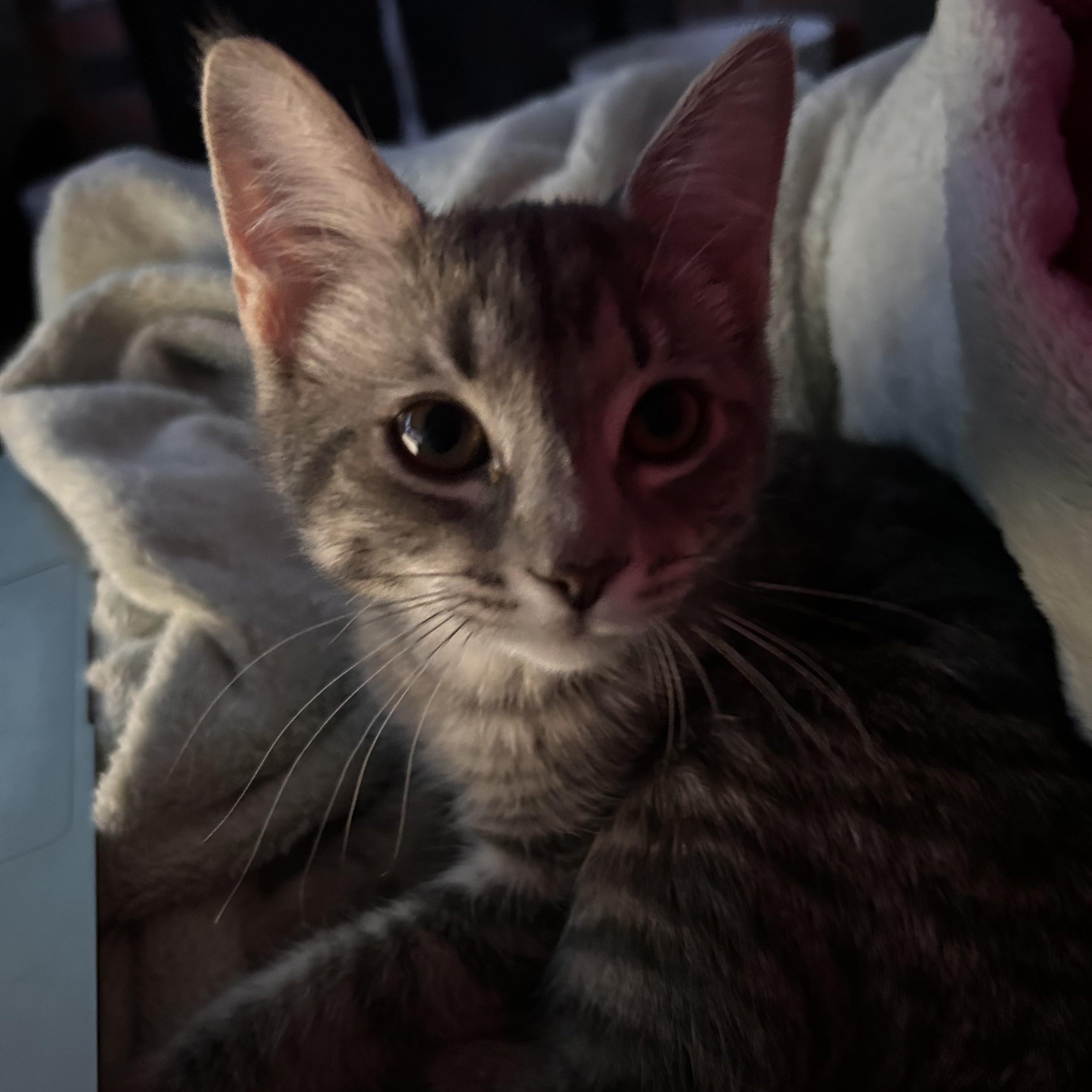 Kyle, Adoptable, Kitten Male Domestic Short Hair.