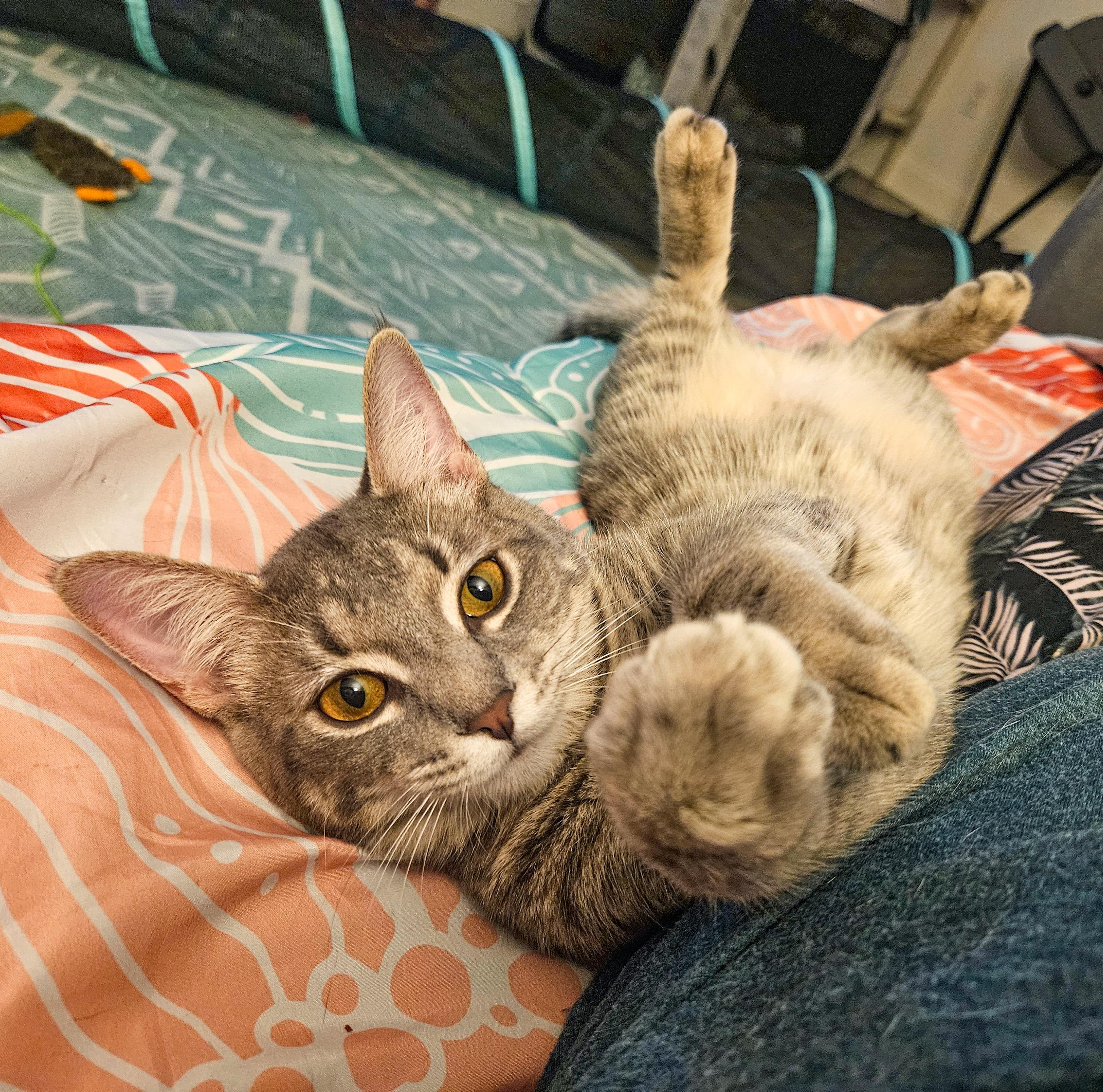 Kyle, Adoptable, Kitten Male Domestic Short Hair.