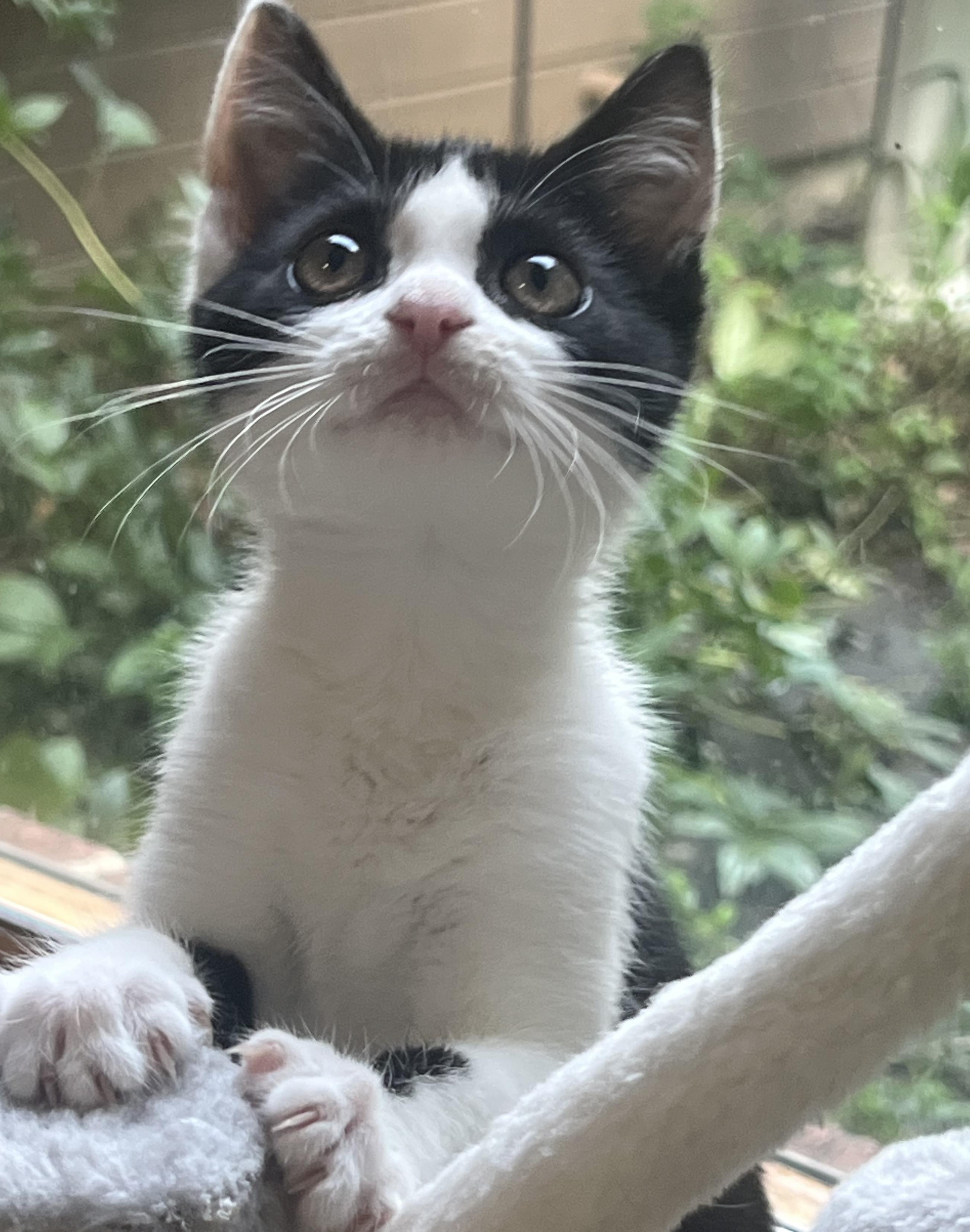 Peanut