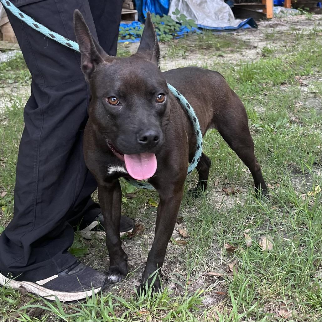 Maizie @ Pet Mahal on Dorchester Road, Adoptable, Adult Female Mixed Breed.