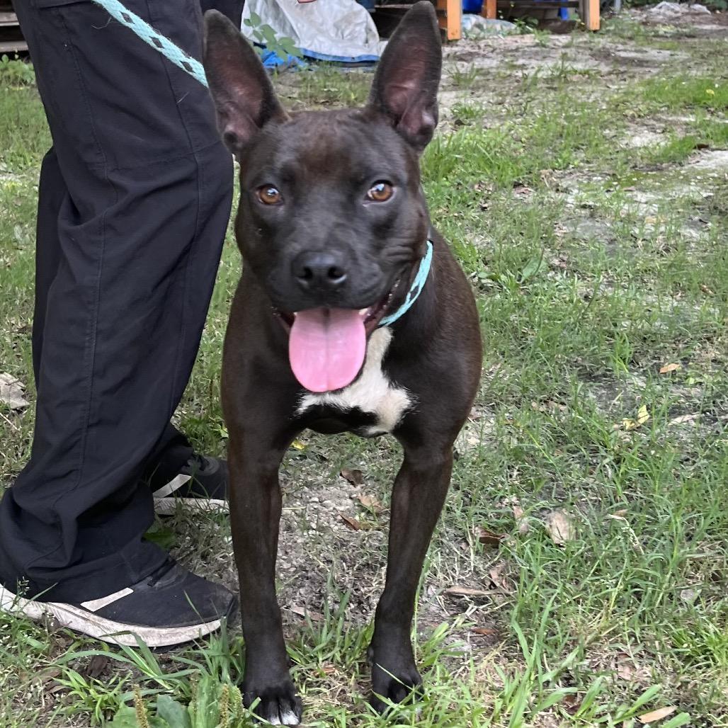 Maizie @ Pet Mahal on Dorchester Road, a Adoptable Mixed Breed in Summerville, SC image 3/3